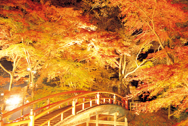幻想的な夜景紅葉